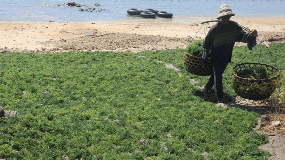 SULSEL, Produsen Rumput Laut Kedua di Dunia